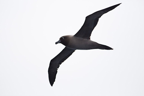 Light-mantled Sooty Albatross (Phoebetria palpebrata)